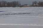 _MG_0990